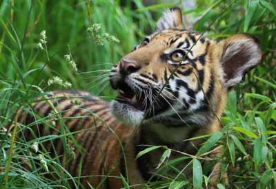 Tiger cubs at London Zoo